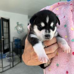 Victoria - Black and white female Alaskan Klee Kai puppy in Palm Harbor, Florida from Klee Kai Breeders with Love