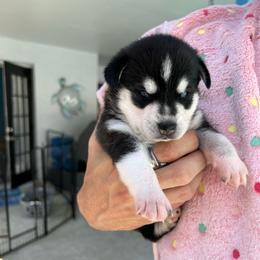 Victoria - Black and white female Alaskan Klee Kai puppy in Palm Harbor, Florida from Klee Kai Breeders with Love