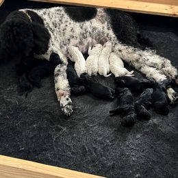 Goldendoodle, Golden Retriever, and Poodle Puppies from Angelic Goldens