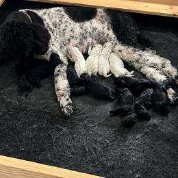 Goldendoodle, Golden Retriever, and Poodle Puppies from Angelic Goldens