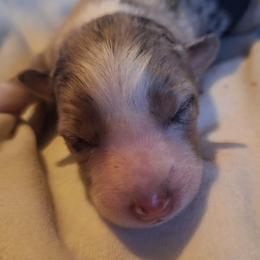 SKYE-bmf2 - Blue merle female Australian Shepherd puppy in Salem, Arkansas from Patchwork Kennels