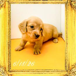 Princess Margaret - Cream female Dachshund puppy in Splendora, Texas from Ram’s Kennels