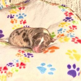 River - Red merle male Australian Shepherd puppy in Williston, Florida from Over The Rainbow Aussies