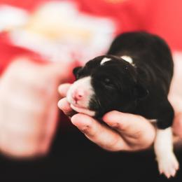 Border Collie Puppies from RockIt Border Collies