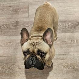 French Bulldog Puppies from All 8 Frenchies