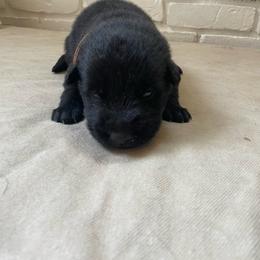 Brown Boy - Panda male German Shepherd puppy in Wayne, Maine from Copper Hill German Shepherds
