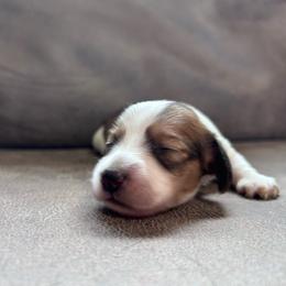 Waylon - Piebald male Dachshund puppy in Spring Creek, Nevada from Hobby Horse Mini Doxies