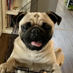 Rex - Pug
