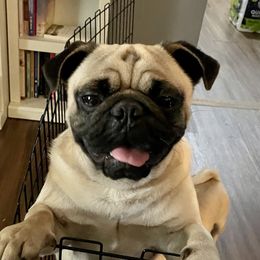 Rex - Pug