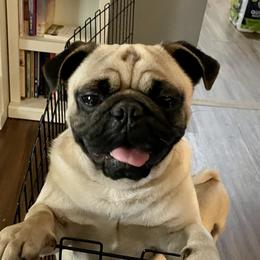 Rex - Pug