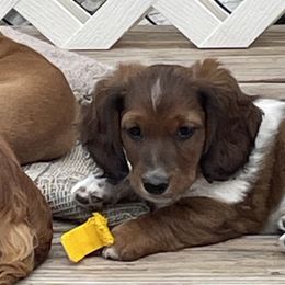 Dachshunds from Becky Angel