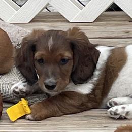 Dachshunds from Becky Angel