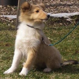 Shetland Sheepdogs from Golden W Kennels