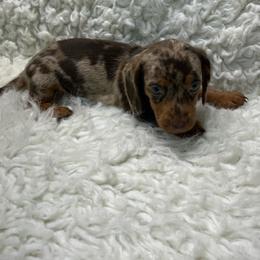 Daisy - Dapple female Dachshund puppy in Council Hill, Oklahoma from Rocky Springs Ranch