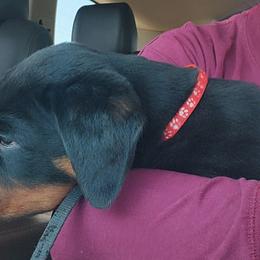 Rottweilers from Von Hause Gaelic
