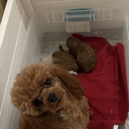 Marjie - Poodle