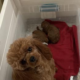 Marjie - Poodle