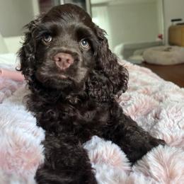 Cocker Spaniel Puppies from Cocker Paradise