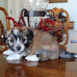 Matt - Chocolate brindle male Havanese puppy in Hamptonville, North Carolina from Alabama Havanese Kennel Tidewater Kennel