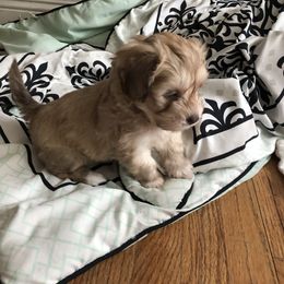French Bulldog, Mal-Shi, Maltipoo, and Shih Tzu Puppies from NC Stellar Puppies