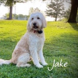 Jake - Goldendoodle