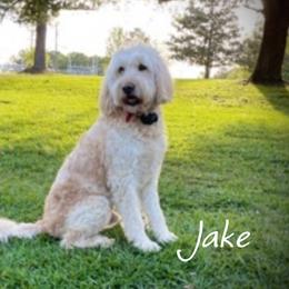 Jake - Goldendoodle
