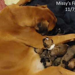 Boxer and Miniature Pinscher Puppies from Pike's Pups