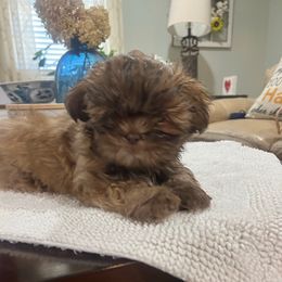 Girl 4 - Gold Shih Tzu puppy in Boaz, Alabama from Furever Family