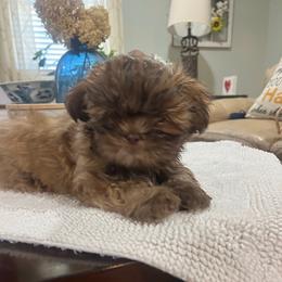 Girl 4 - Gold Shih Tzu puppy in Boaz, Alabama from Furever Family