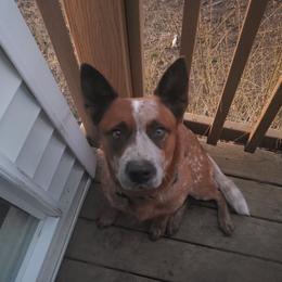 Pake - Red speckled male Australian Cattle Dog puppy in Fairview, Oklahoma from Flying D Kennels