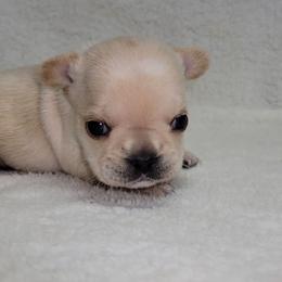 Doc Holiday - Cream male French Bulldog puppy in Ardmore, Oklahoma from Big Ox Bulldogs
