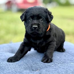 Kid - Black male Labrador Retriever puppy in Baldwin City, Kansas from Hedge Lane Labradors