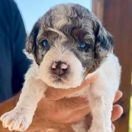 Comet - Blue merle male Bernedoodle puppy in Rock Hill, South Carolina from LolliPop Farms