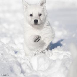 Yellow girl - White female Berger Blanc Suisse puppy in Chestnut, Illinois from Fireside Fernweh
