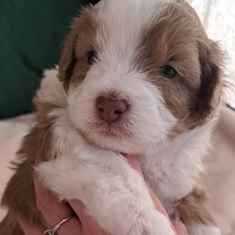 Boy 1 - Aussiedoodle puppy from Brittany's Brats