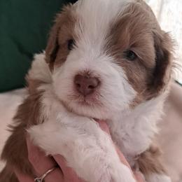 Boy 1 - Aussiedoodle puppy from Brittany's Brats