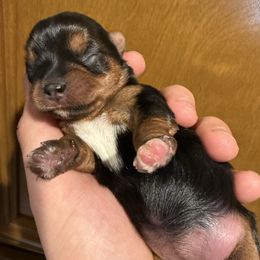 Ginger - Black and gold female Yorkshire Terrier puppy in Phoenix, Arizona from De La Cruz Yorkies
