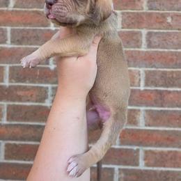 Snitch - Chocolate male Great Dane puppy in Arlington, Texas from Scoober Danes