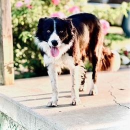 (Skye) AKC Old Oaks Dakota Skye Autumn Lexus CGC TKN - Black and white female Border Collie puppy in Brazil, Indiana from Brilliant Kennels