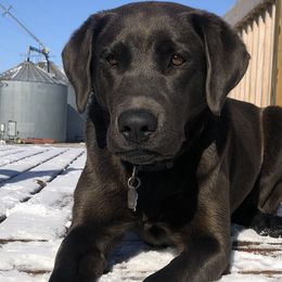 Dilute Retrievers from Helm Labs