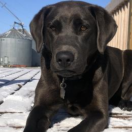 Dilute Retrievers from Helm Labs
