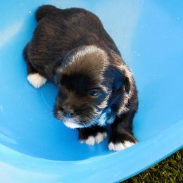 Summer - Black female Havanese puppy in Salt Lake City, Utah from Steal Your Heart Havanese