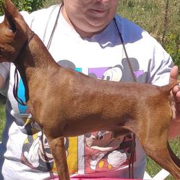 Miniature Pinschers from Davilg Min Pins