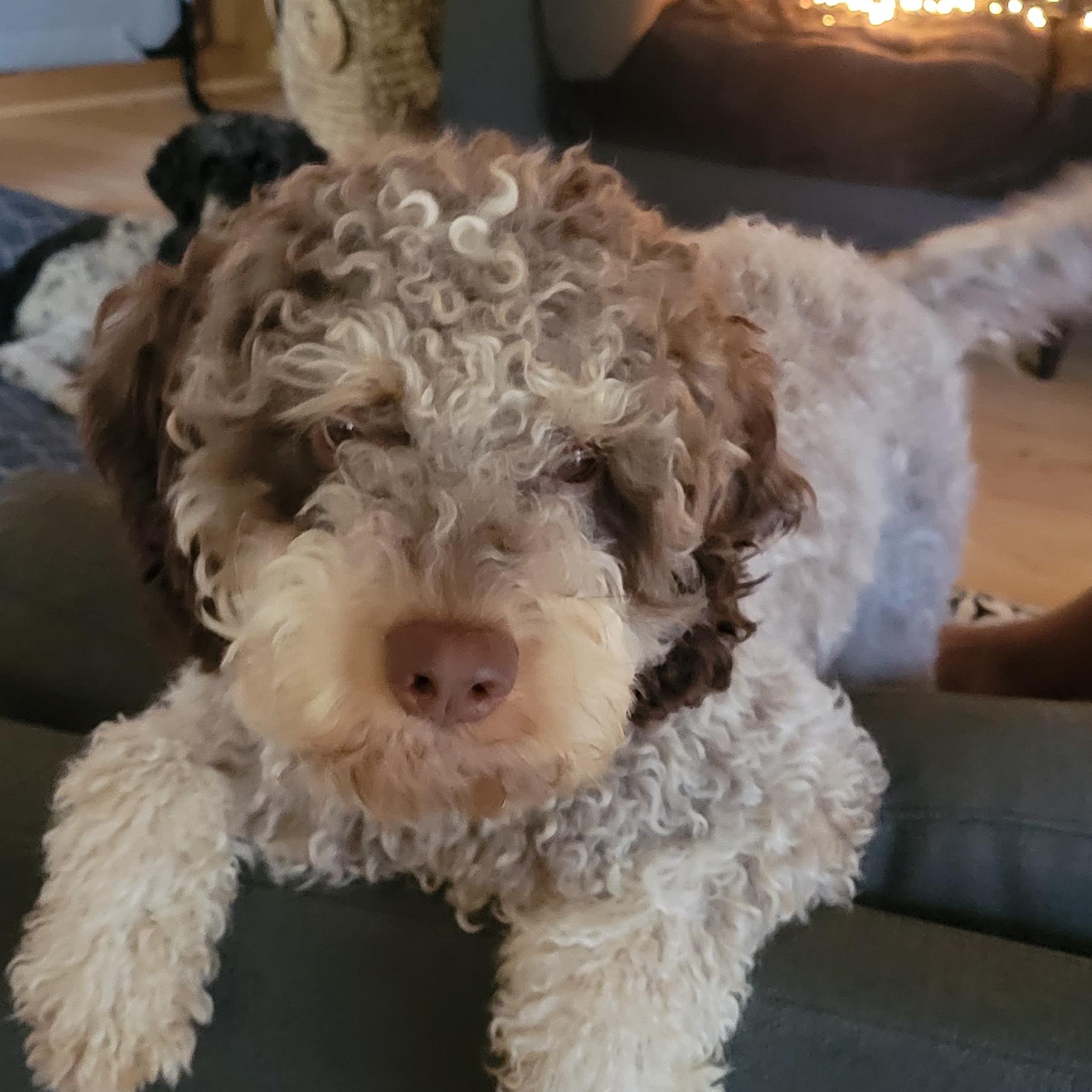 Louie