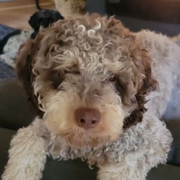 Louie - Lagotto Romagnolo