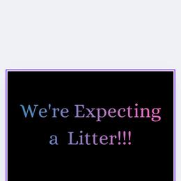 Shorkie puppies from Collette's Beautiful Yorkies