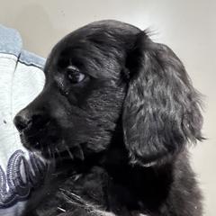 Girl 2 (Purple) - female Golden Mountain Dog puppy in Wyoming from Great Basin BMD