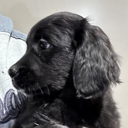 Girl 2 (Purple) - female Golden Mountain Dog puppy in Wyoming from Great Basin BMD