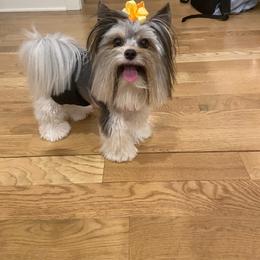 Tater Tot - Biewer Terrier