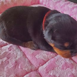Rottweiler puppies from Rottie Mama